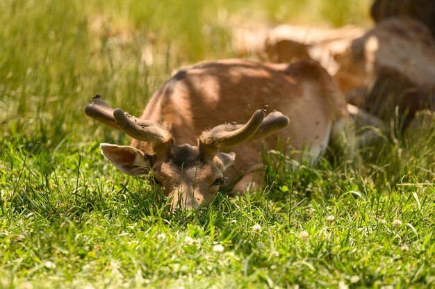 Primer plano de un adorable ciervo con cuernos largos tendido en el campo de hierba en el parque