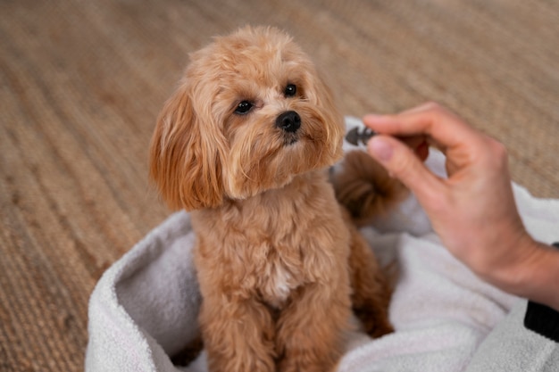 Foto gratuita un primer plano de la adorable comida de mascotas