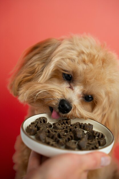 Un primer plano de la adorable comida de mascotas