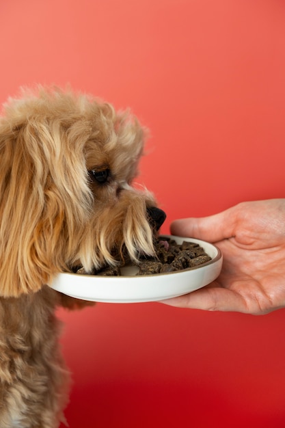 Un primer plano de la adorable comida de mascotas