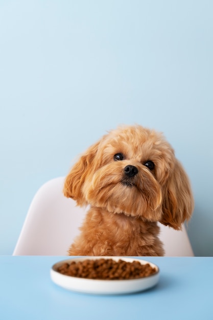 Un primer plano de la adorable comida de mascotas