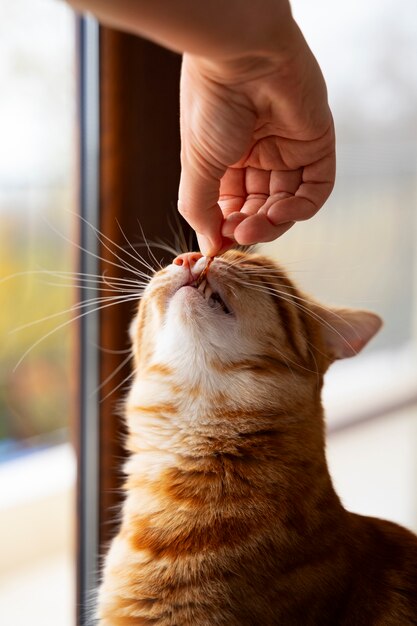 Foto gratuita un primer plano de la adorable comida de mascotas