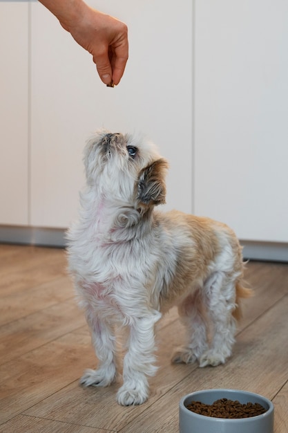 Un primer plano de la adorable comida de mascotas