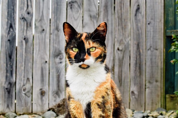 Primer plano de un adorable gato calico al aire libre durante el día