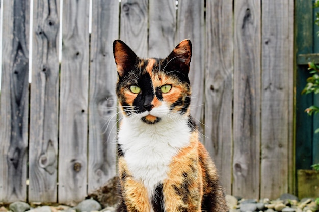 Primer plano de un adorable gato calico al aire libre durante el día