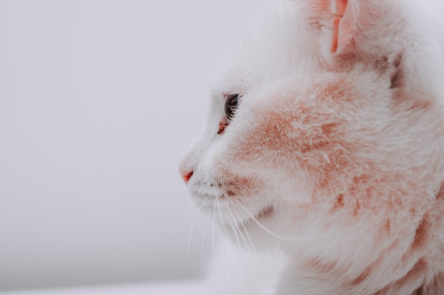 Primer plano de un adorable gato doméstico blanco esponjoso en el fondo blanco