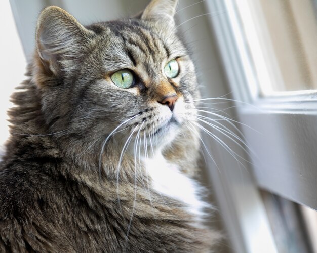 Primer plano de un adorable gato doméstico de pie delante de la ventana bajo la luz del sol