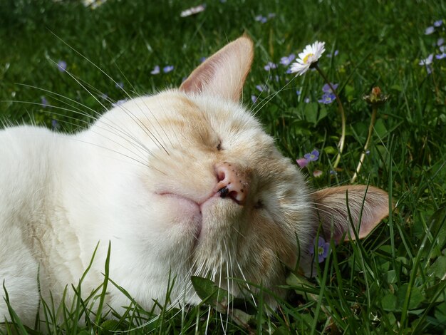 Primer plano de un adorable gato durmiendo y totalmente relajado