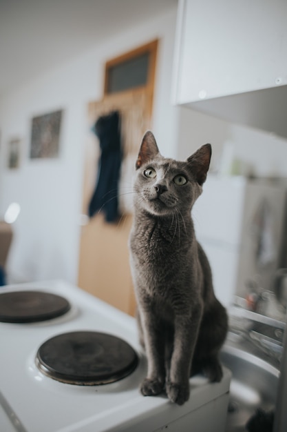 Primer plano de un adorable gato gris con largos bigotes sentado sobre una estufa