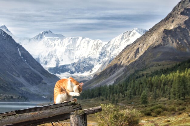 Primer plano de un adorable gato jengibre en un campo con la montaña Belukha en el fondo