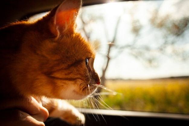 Primer plano adorable gato mirando en la ventana del coche