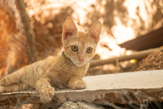 Primer plano de un adorable gato naranja claro