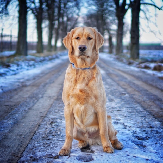 Foto gratuita primer plano de un adorable golden retriever en un camino nevado durante el día