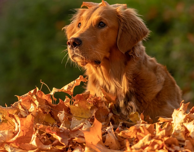 Primer plano de un adorable golden retriever