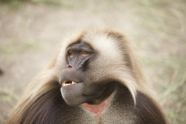 Primer plano de un adorable mono gelada sobre fondo borroso