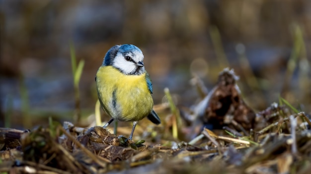 Primer plano de un adorable pájaro herrerillo común de pie en el nido