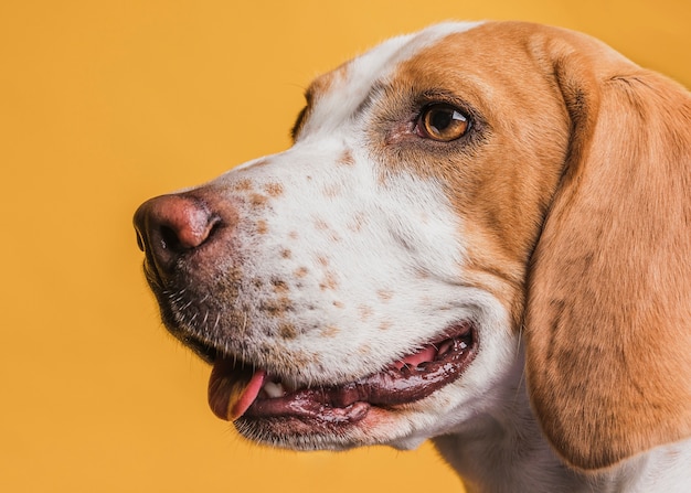 Primer plano adorable perro con hermosos ojos