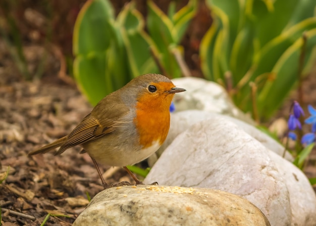 Primer plano de un adorable petirrojo europeo encaramado sobre una roca en un jardín.