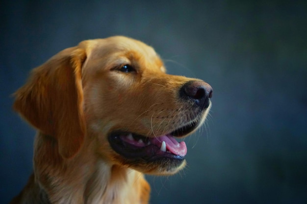 Primer plano de un adorable retrato de golden retriever