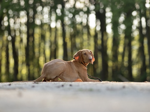 Primer plano de un adorable vizsla húngaro marrón sobre fondo borroso