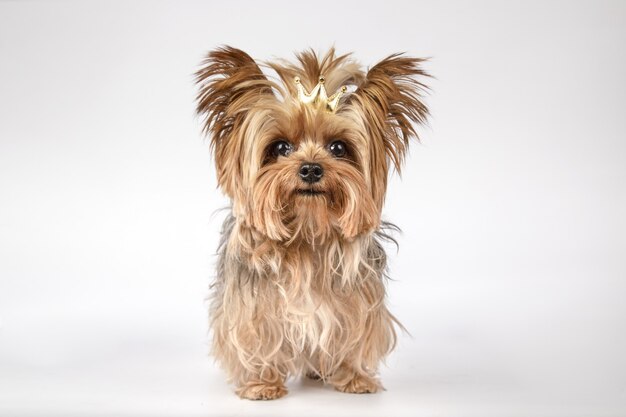 Primer plano de un adorable Yorkshire terrier con una corona de oro aislado en la superficie blanca