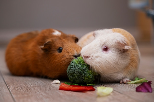 Foto gratuita un primer plano de los adorables conejillos de indias comiendo