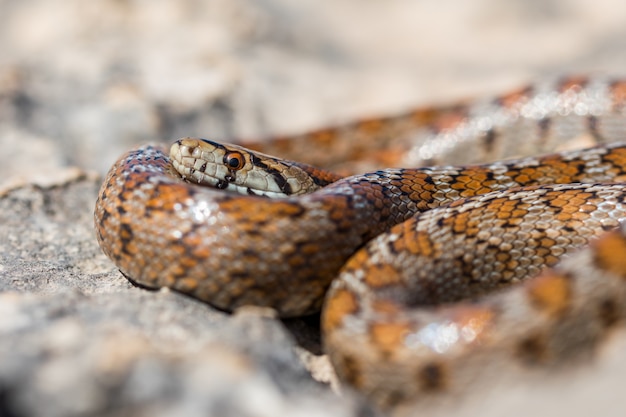 Primer plano de un adulto acurrucado o serpiente leopardo europea Ratsnake, Zamenis situla, en Malta