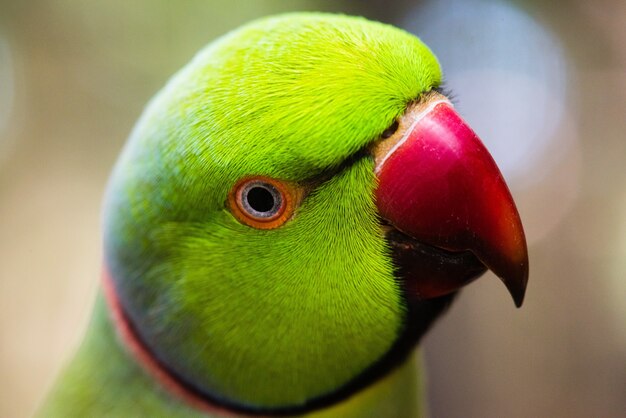 Primer plano de un agapornis verde con fondo borroso