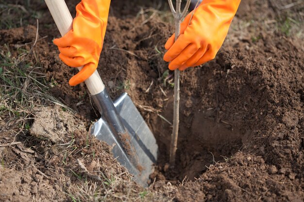 Primer plano de agricultor plantar árbol