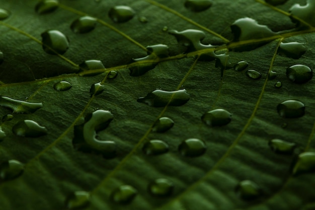 Primer plano de agua cae sobre la hoja