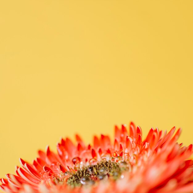 Primer plano de agua en pétalos de flores