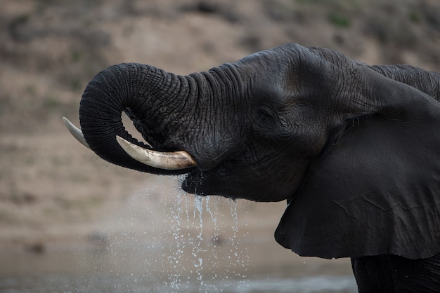 Primer plano de un agua potable de elefante africano