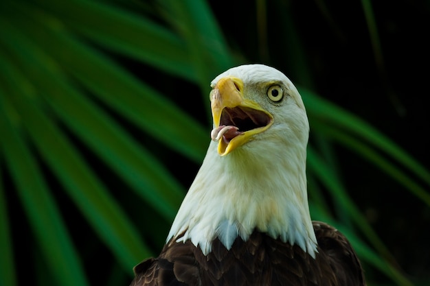 Primer plano de un águila calva americana con un pico abierto