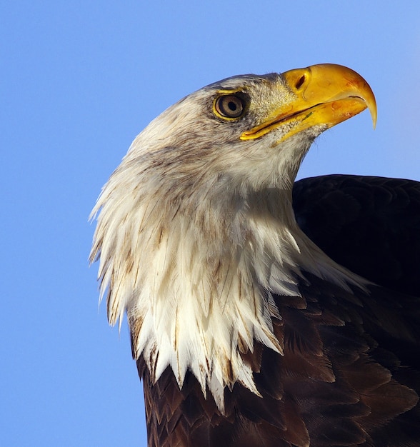 Primer plano de un águila calva en el cielo azul