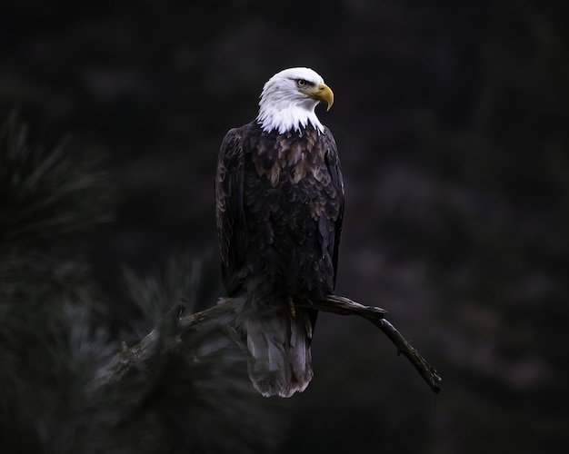 Foto gratuita primer plano de águila calva en la rama de un árbol en busca de su presa