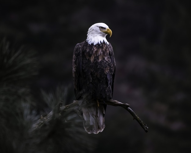 Primer plano de águila calva en la rama de un árbol en busca de su presa