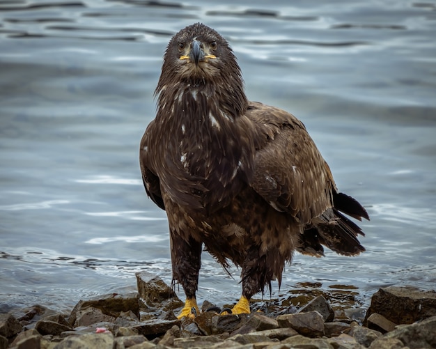 Primer plano de un águila de pie cerca del agua