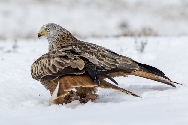 Primer plano de un águila real en la nieve con un fondo borroso