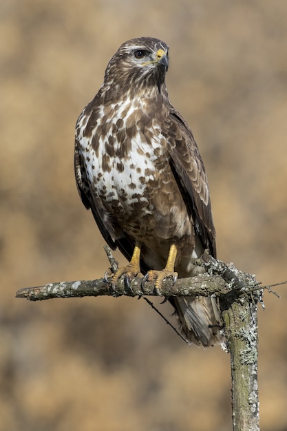 Primer plano de un águila real posado sobre madera