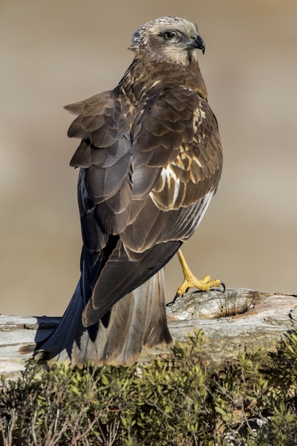 Primer plano de un águila real posado sobre madera