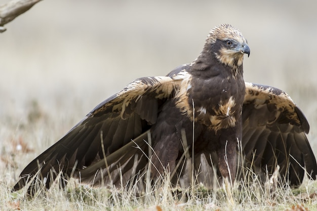 Foto gratuita primer plano de un aguilucho lagunero occidental en el suelo listo para volar bajo la luz del sol durante el día