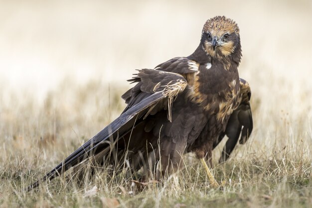 Primer plano de un aguilucho lagunero occidental en el suelo listo para volar bajo la luz del sol durante el día