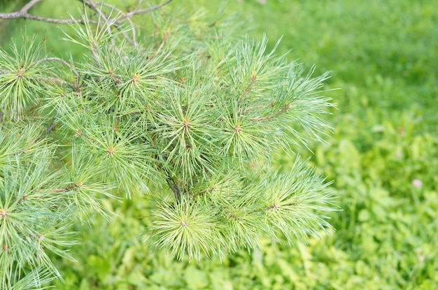 Primer plano de agujas de pino en un árbol contra la hierba verde de un césped