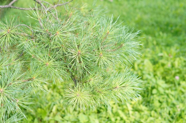 Primer plano de agujas de pino en un árbol contra la hierba verde de un césped