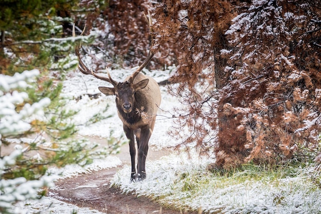 Primer plano de un alce en reposo, un animal y un paisaje natural invernal