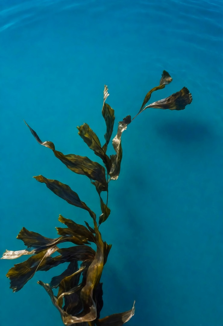 Foto gratuito un primer plano de las algas en la naturaleza