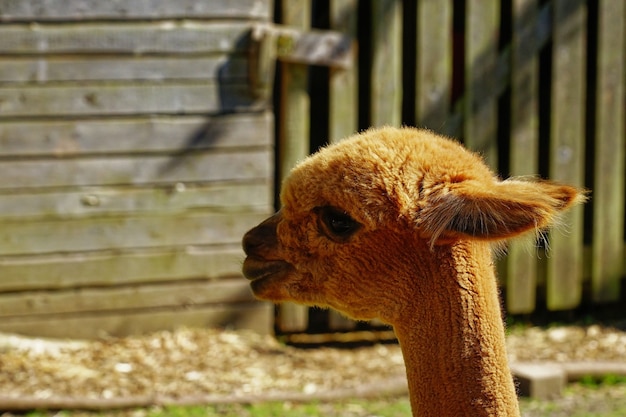 Primer plano de una alpaca marrón en una tierra de cultivo