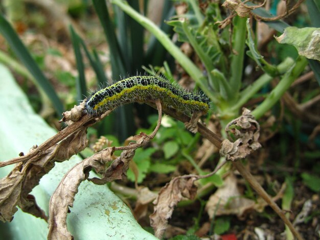 Primer plano de un alto ángulo de disparo de una oruga de mariposa blanca repollo comiendo hojas