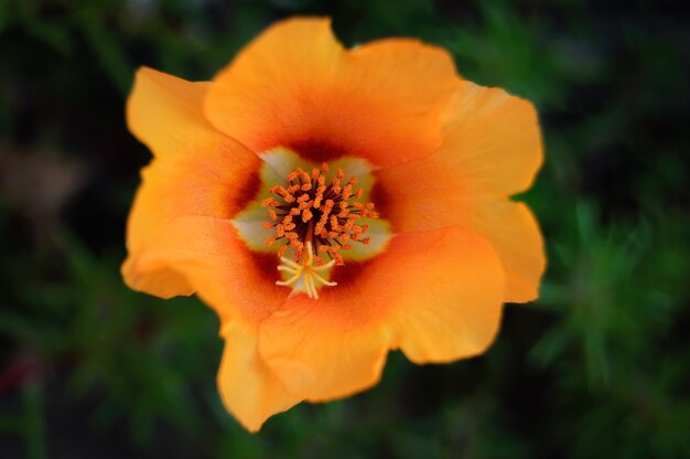 Primer plano de una amapola amarilla bajo la luz del sol con un campo en el fondo borroso