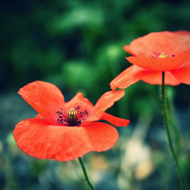 Foto gratuita primer plano de amapolas con fondo borroso